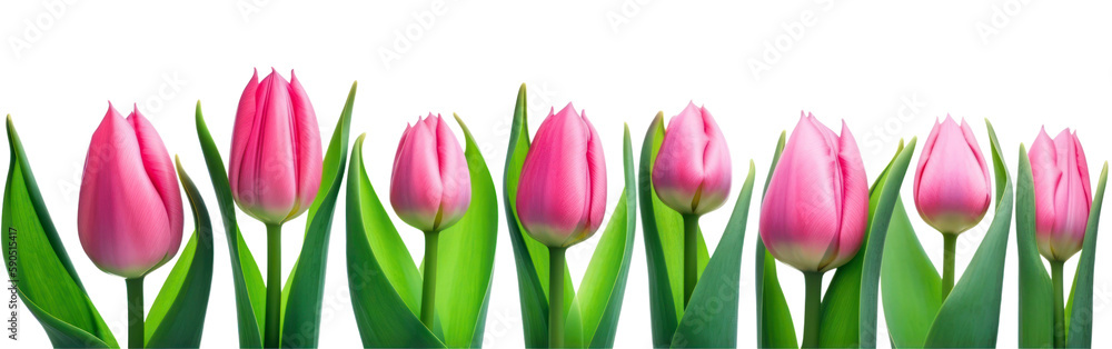 Mother day banner. Pink tulips in a row isolated on transparent background. Women' s day, Spring. PNG, Generative AI Mother day banner. Pink tulips in a row isolated on transparent background. Women' s day, Spring. PNG, Generative AI