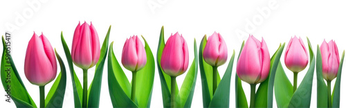 Mother day banner. Pink tulips in a row isolated on transparent background. Women  s day  Spring. PNG  Generative AI