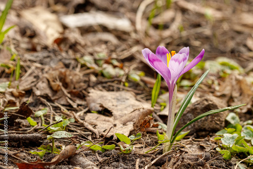 Purple beautiful blooming crocuses in spring against the background of grass