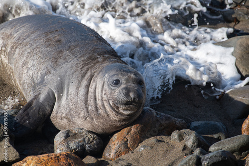 Female elephant seal © Griffin