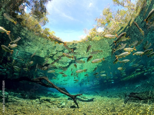 Принти на полотні river with crystalline water, and golden fish