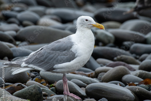 Glaucous-winged gull © Griffin