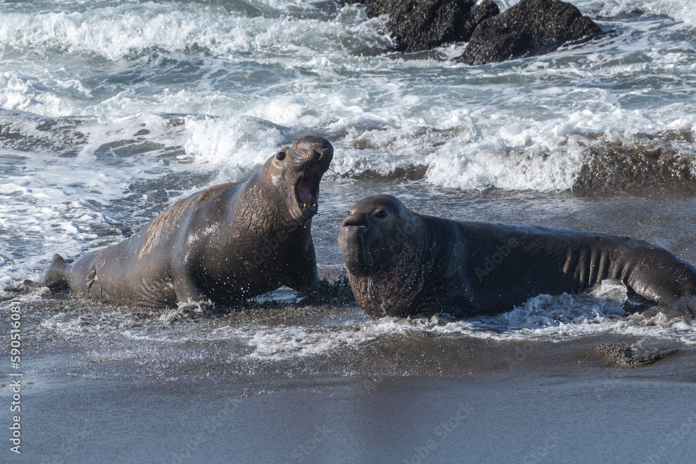 Fototapeta premium Bull elephant seals fighting