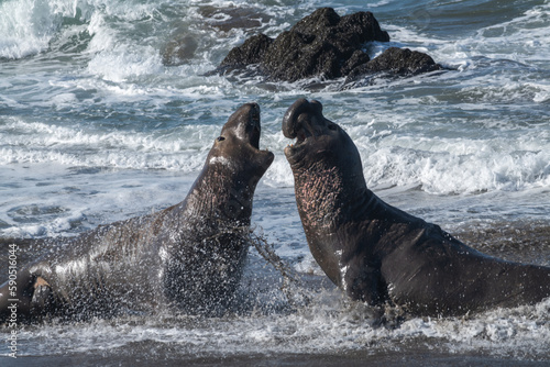 Bull elephant seals fighting photo
