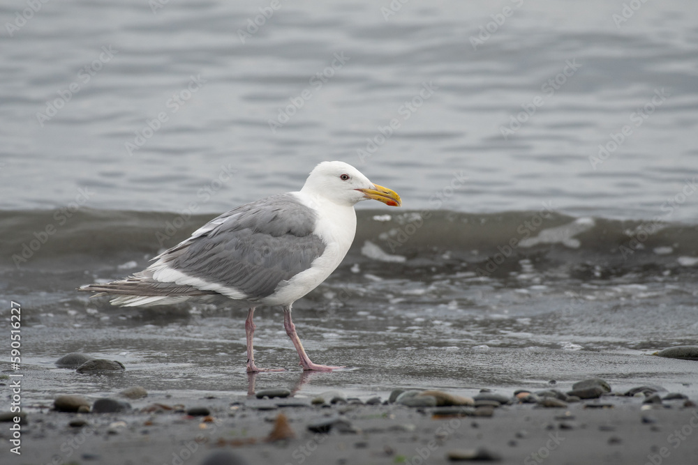 Glaucous-winged gull Glaucous-winged gull