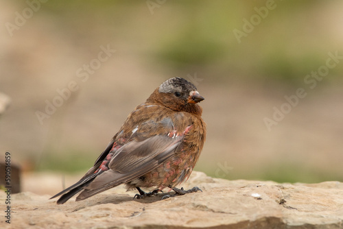 Gray-crowned Rosy-finch © Griffin