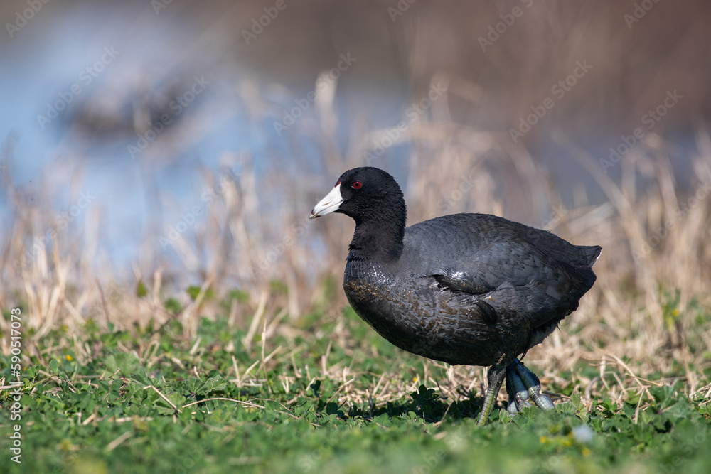 Fototapeta premium Coot walking on land