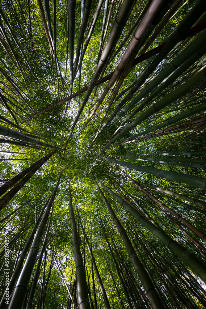 bamboo forest - fresh bamboo background bamboo forest - fresh bamboo background