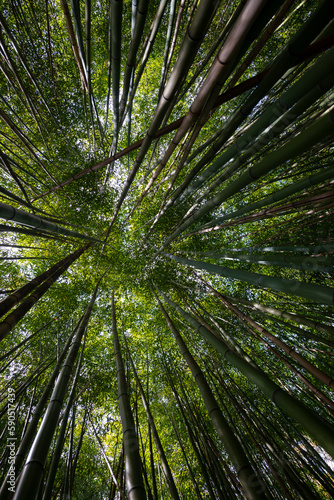 bamboo forest - fresh bamboo background