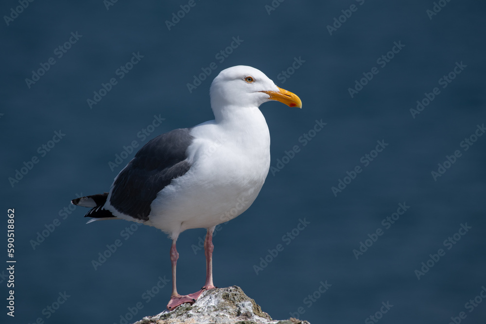 Fototapeta premium California gull