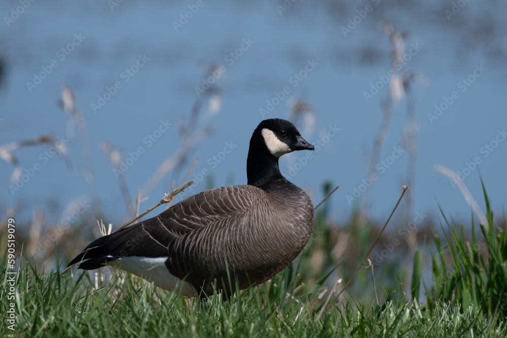 Фотография Cackling goose