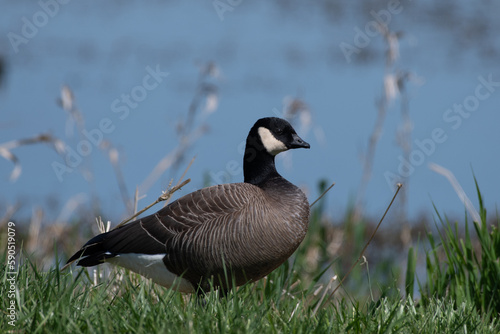 Cackling goose