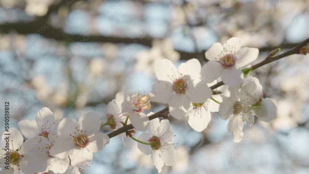 Sakura flowers macro. Close-up spring flowers blooming in garden. Cherry tree Sakura flowers macro. Close-up spring flowers blooming in garden. Cherry tree