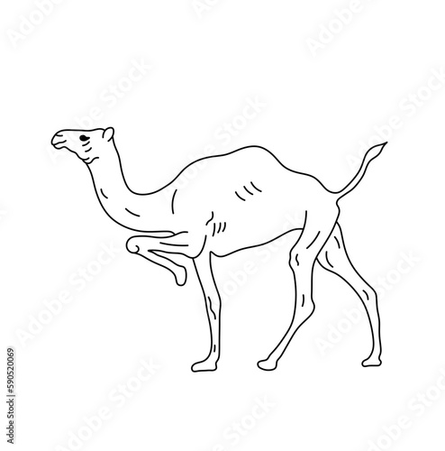 Vector isolated one single one humped camel with one raised front leg colorless black and white contour line easy drawing