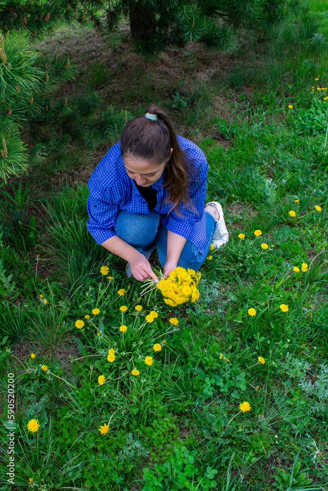Young woman collects yellow flowers dandelions in the field Young woman collects yellow flowers dandelions in the field