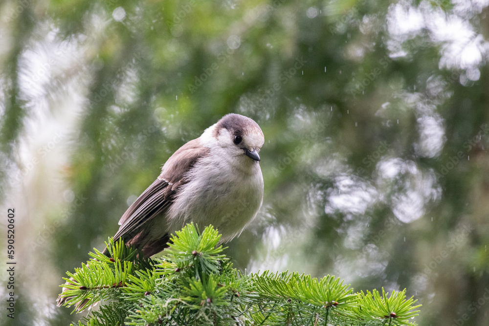 Obraz premium Canada jay