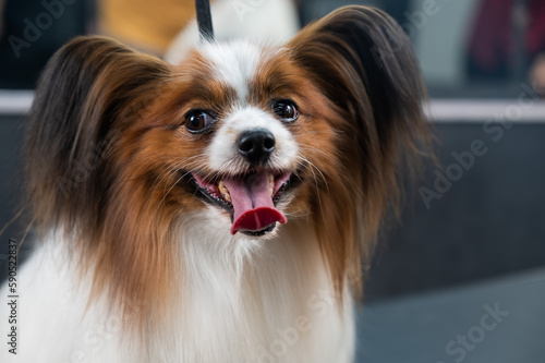 Portrait of a cute tricolor papillon. Continental spaniel dog with tongue hanging out.
