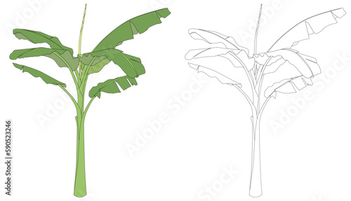 Two vector tall banana trees colored and line art only