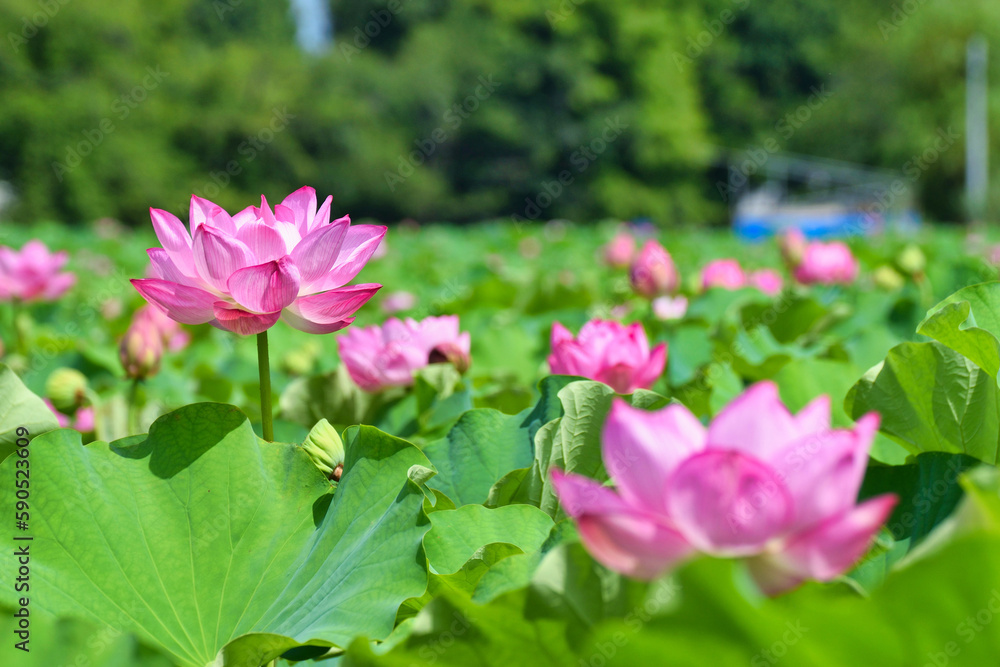 上野 不忍池の美しい蓮の花
Beautiful lotus flowers at Ueno Shinobazu Pond in Japan
