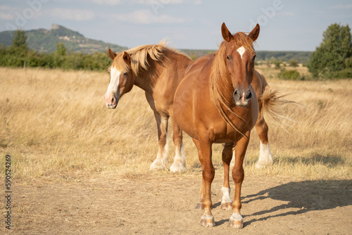 Two horses are standing on the field in the sunshine in Hungary. Chestnut and palomino horses. Geological basalt hill 'Hegyestű' in the background. © Skatty