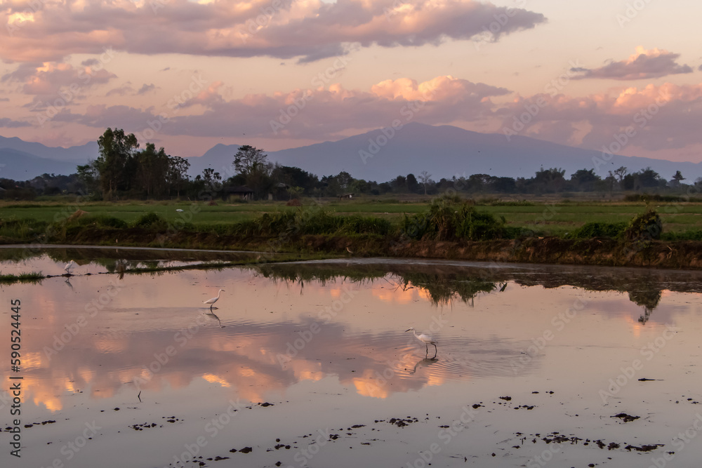 Rice field, padi, during sunset in northern Thailand, with reflection