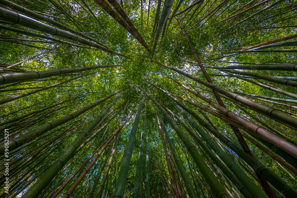 bamboo forest - fresh bamboo background bamboo forest - fresh bamboo background