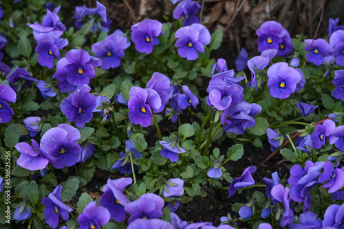 Spring planting with a lot of blue-violet horned pansy  Viola cornuta  in a flower bed in the garden  copy space  selected focus