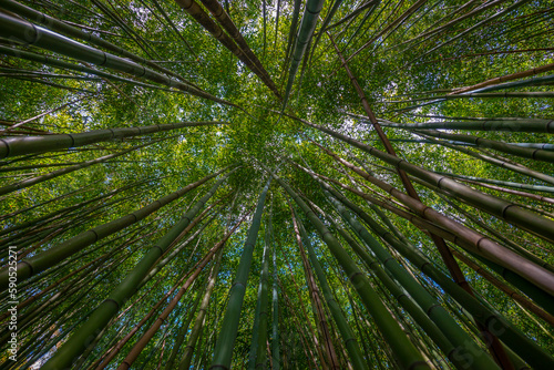 bamboo forest - fresh bamboo background