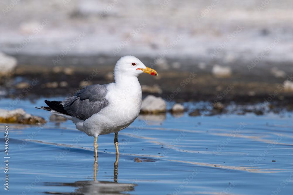 California gull