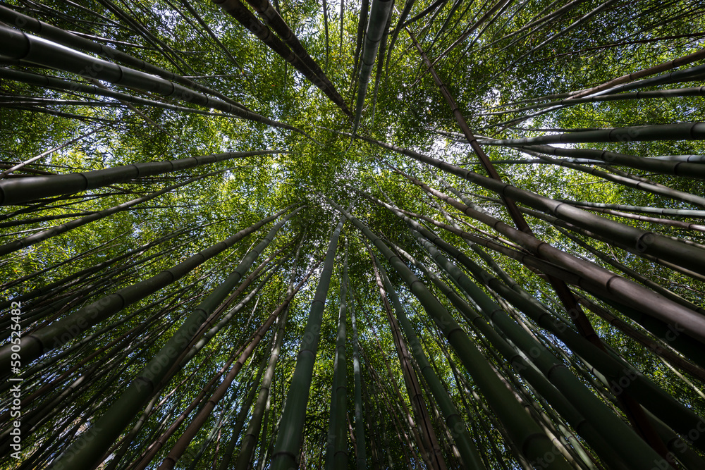 bamboo forest - fresh bamboo background bamboo forest - fresh bamboo background