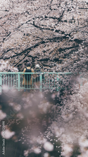 Sakura cherry blossoms Tokyo city Japan with tram rails people walking car taxi