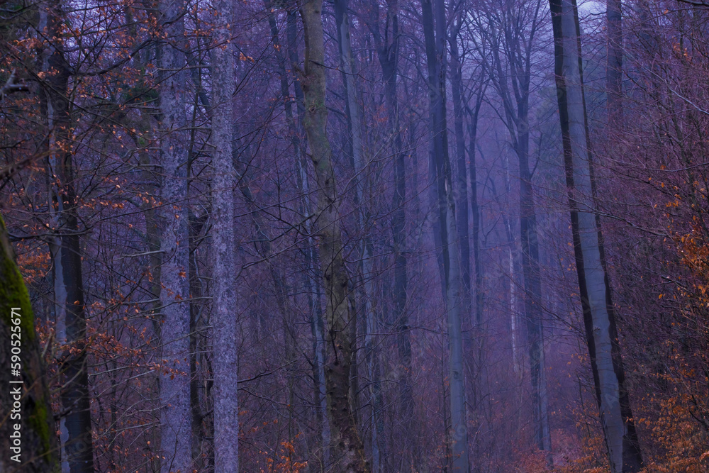 Obraz premium Mystery forest foggy day in Bad Pyrmont Germany.