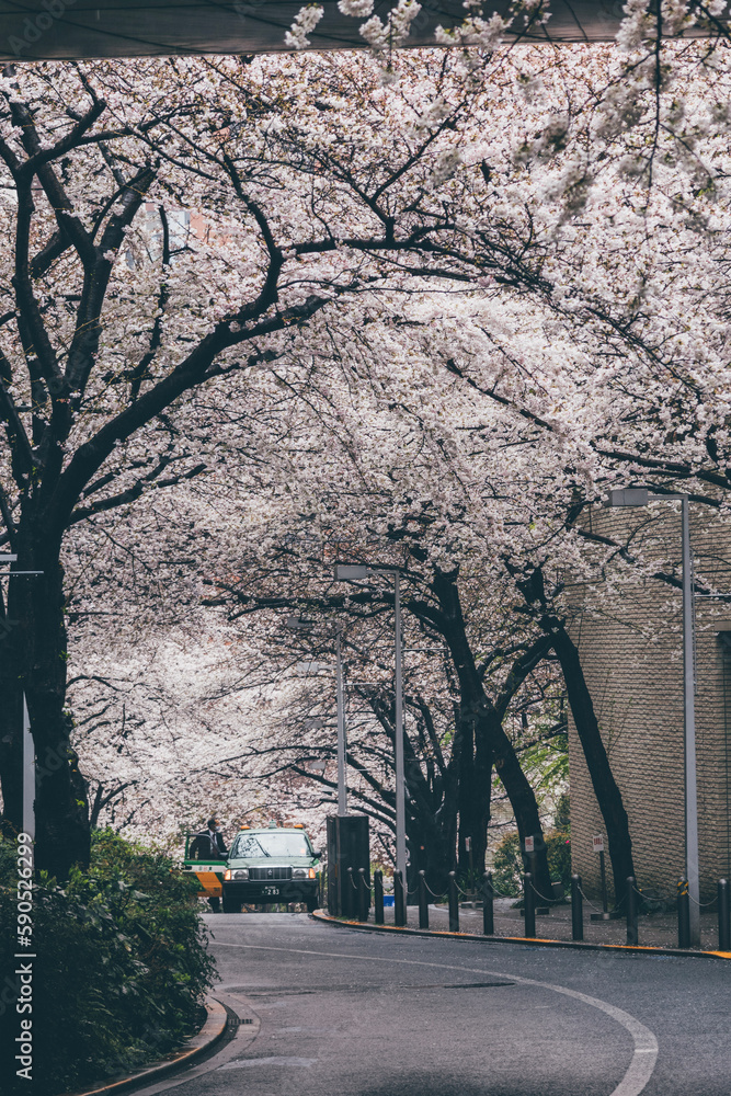 Sakura cherry blossoms Tokyo city Japan with tram rails people walking car taxi