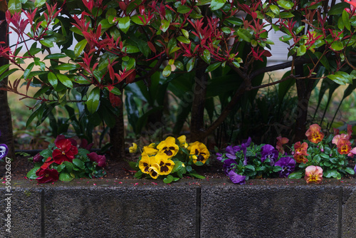 Flowers in the flower beds - 花壇の花 (ID: 590526267)
