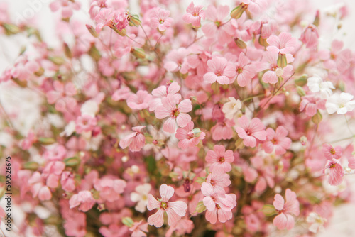 Pink vaccaria hispanica flowers - beautiful card with bouquet  nature background 