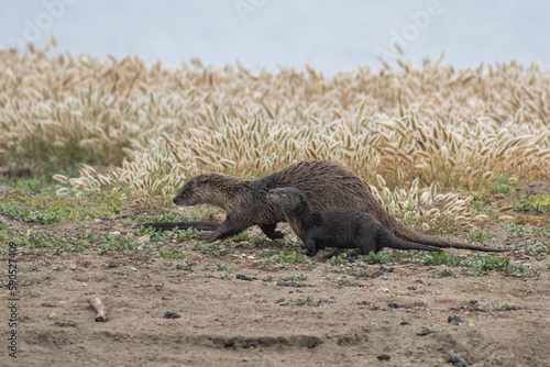 River otter running with pup © Griffin