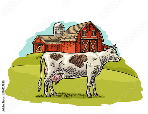 Organic farm and cow free range. Vintage vector engraving illustration