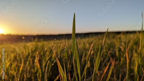 A fresh green grass with clips in drops of dew, drops of dew on images of green grass, purple flowers in a sunny day of spring. Sunrise time.
