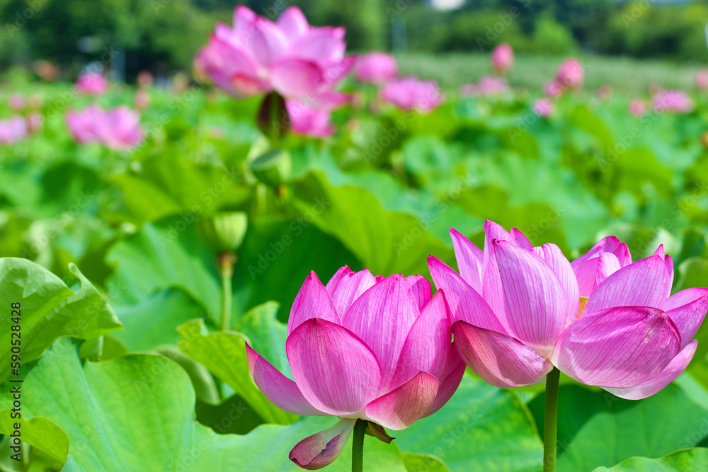 東京 上野 不忍池の美しい蓮の花 コピースペースあり(東京都) Beautiful lotus flowers at Shinobazu Pond in Ueno, Tokyo, with copy space (Tokyo, Japan) 東京 上野 不忍池の美しい蓮の花 コピースペースあり(東京都) Beautiful lotus flowers at Shinobazu Pond in Ueno, Tokyo, with copy space (Tokyo, Japan)