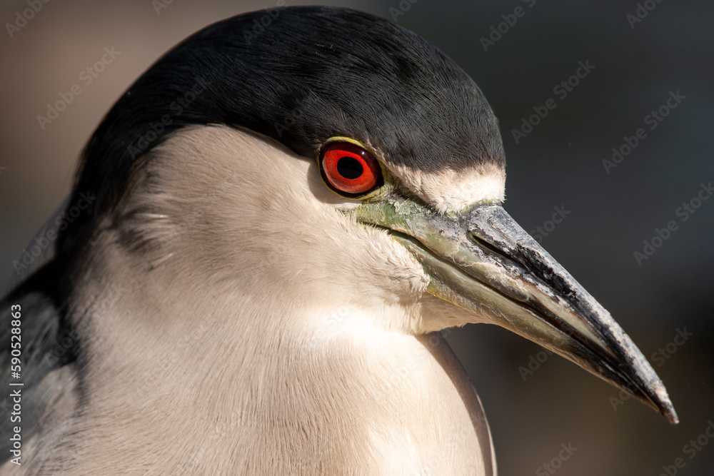 Black-crowned night heron closeup