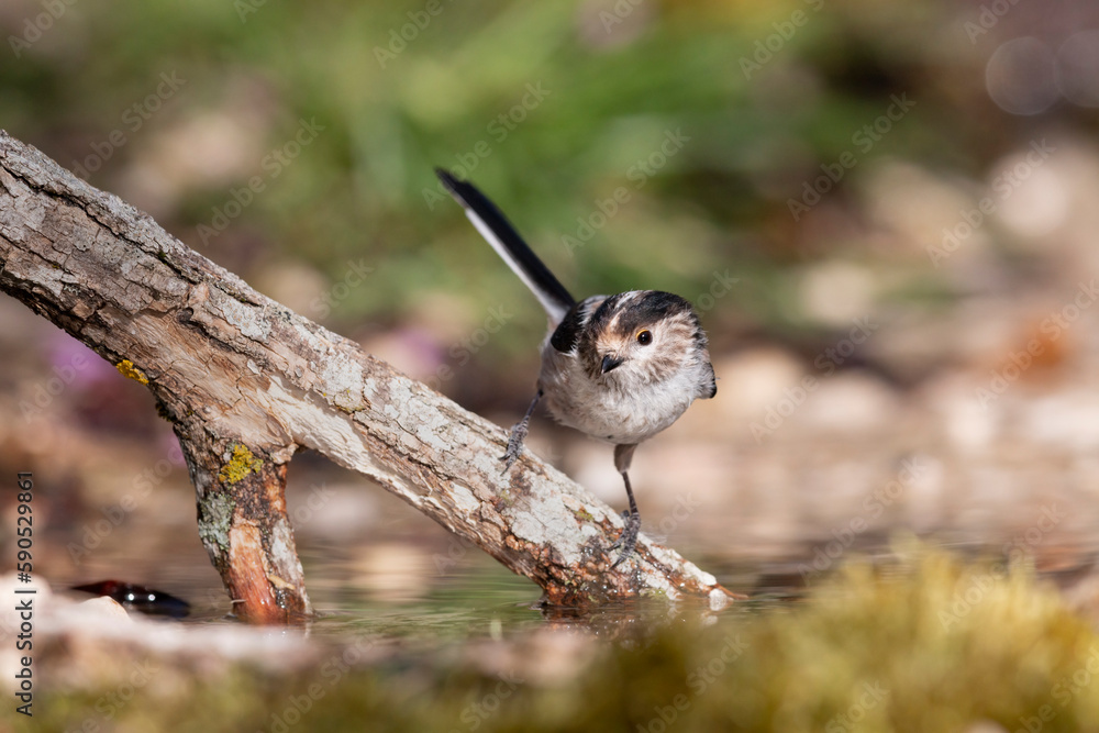 Naklejka premium The long-tailed tit (Aegithalos caudatus), also named long-tailed bushtit. 
