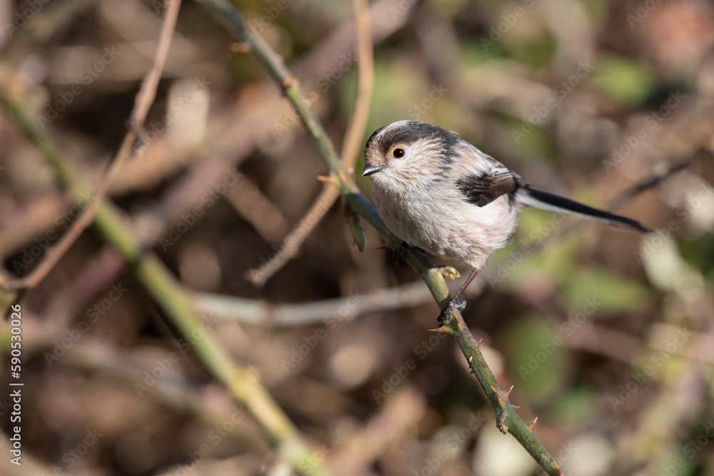 Obraz premium The long-tailed tit (Aegithalos caudatus), also named long-tailed bushtit. 