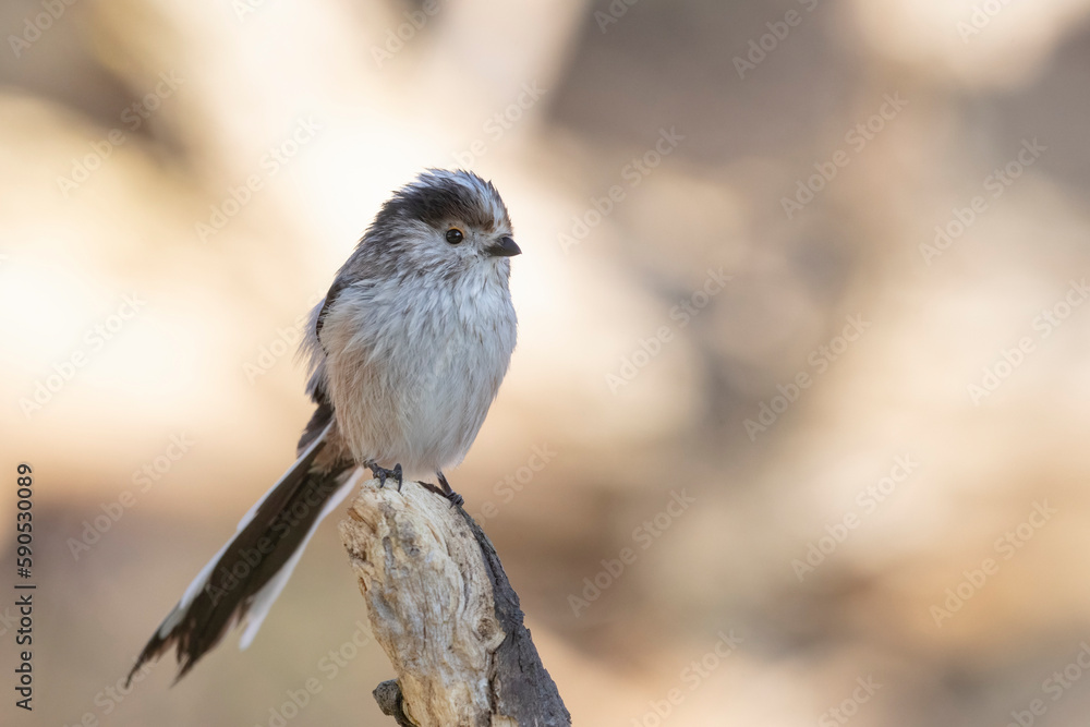 Obraz premium The long-tailed tit (Aegithalos caudatus), also named long-tailed bushtit. 