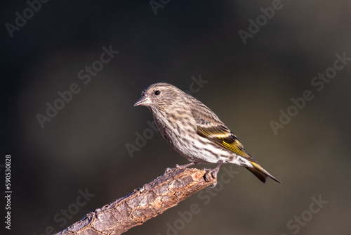 Pine siskin