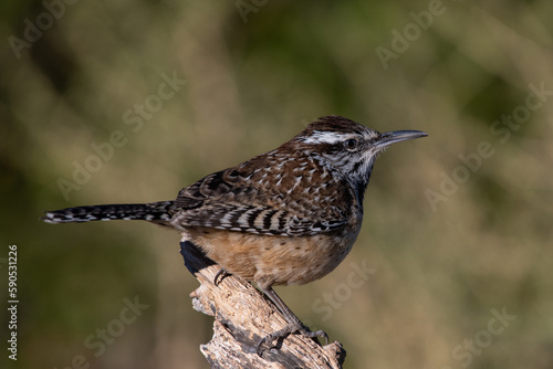 Cactus wren