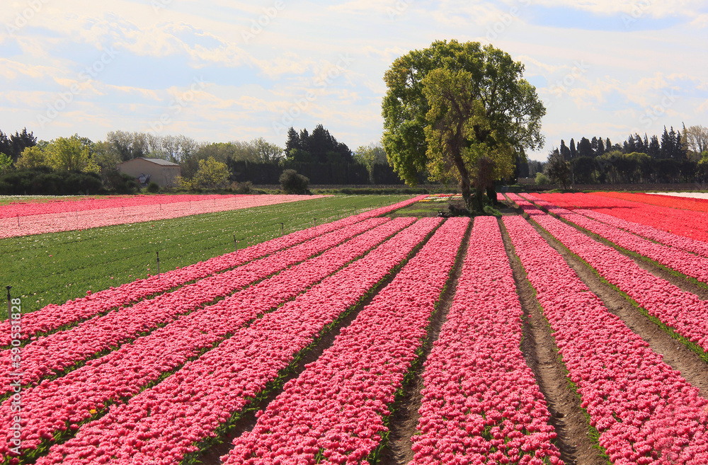 industrie sur la culture des tulipes