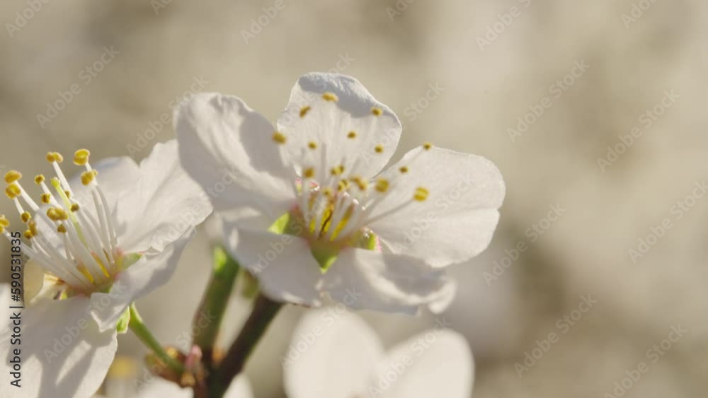 White cherry blossom in the time of spring White cherry blossom in the time of spring