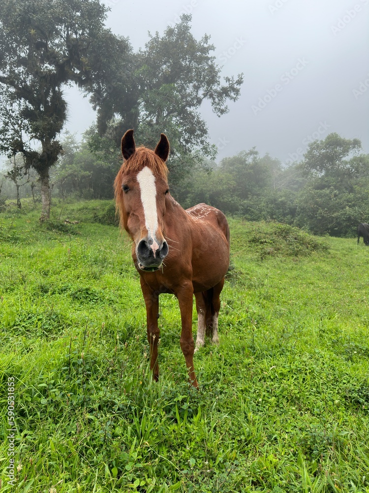 Brown Horse with White Stripe On Face in Misty Field with Green Grass