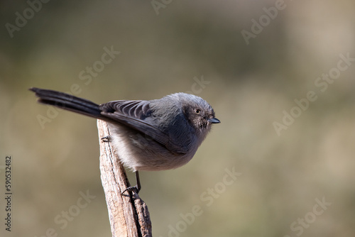 Canvas Print Bushtit closeup