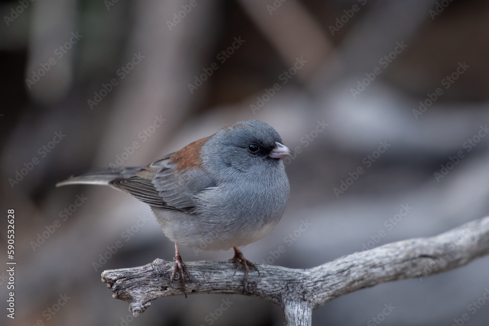 Obraz premium Dark-eyed junco 